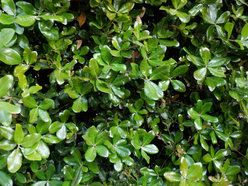 EoKViWڊ~AwFQuercus phillyraeoidesj