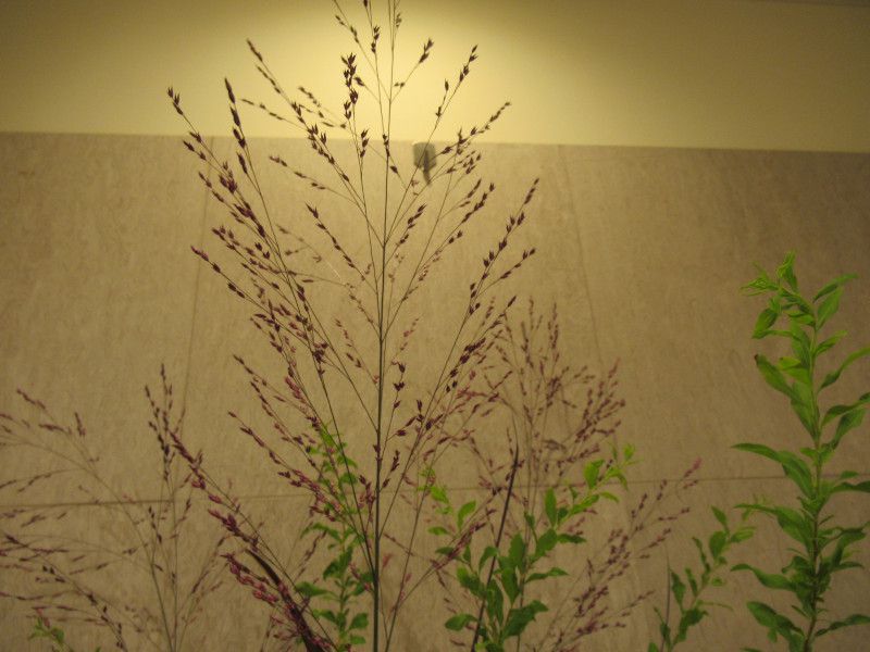 パニカム Panicum かぎけんweb パニカム Panicum かぎけんweb