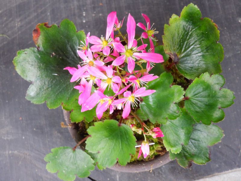 【25％OFF】 完売 縁起植物＊お花が「大」の形でとても可憐【大文字草 その他観葉植物