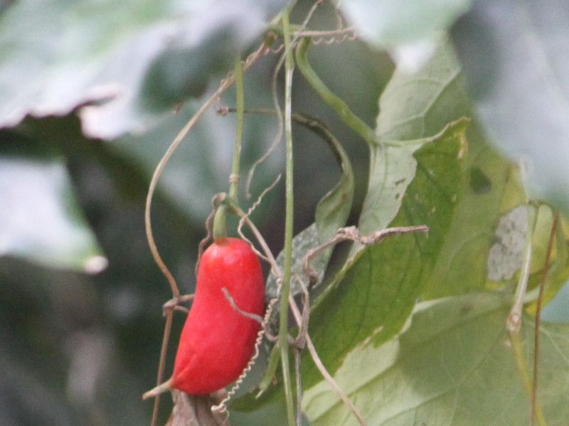 �J���X�E��