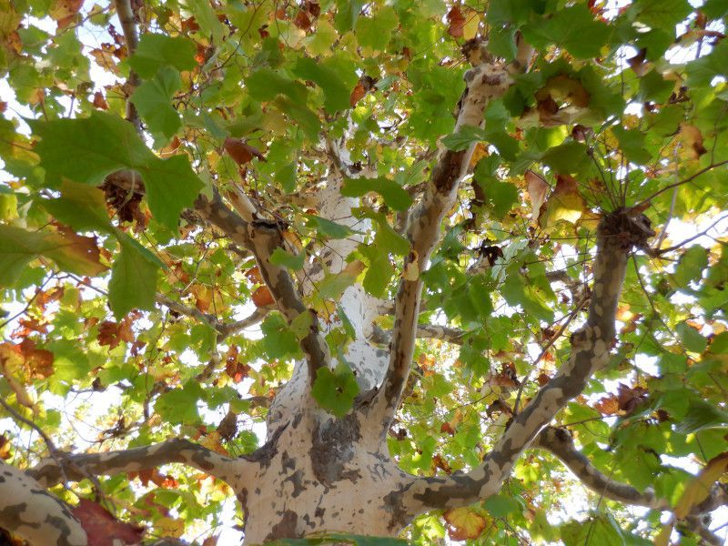 プラタナス(Platanus)【かぎけんWEB】