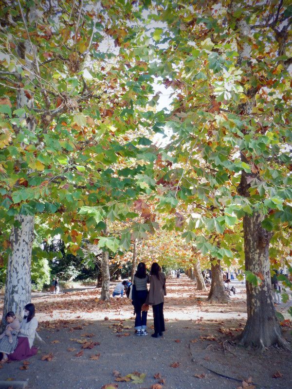 プラタナス(Platanus)【かぎけんWEB】