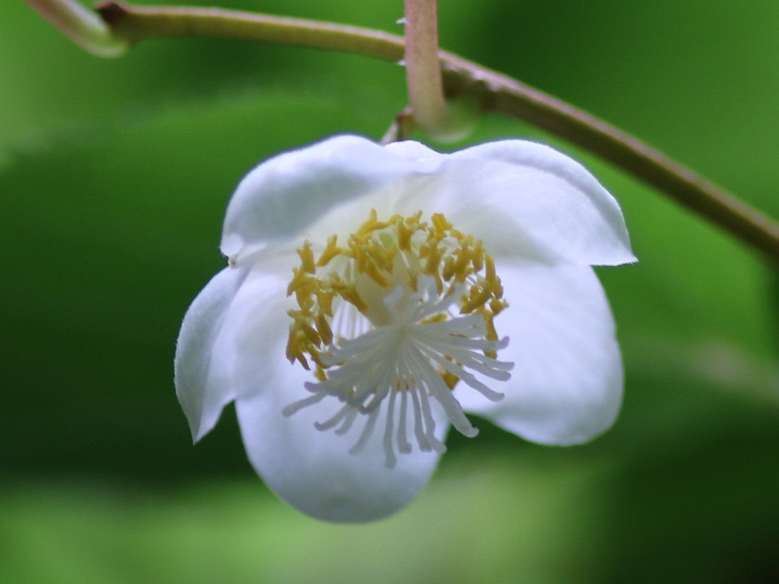 マ行の花図鑑（マミムメモ）【かぎけんWEB】