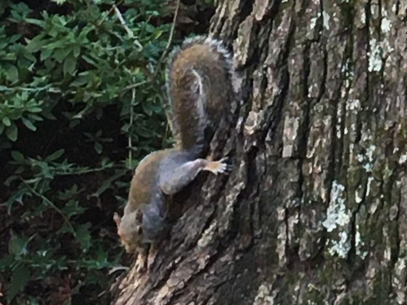 �n�C�C�����X�i�D�F�I�l�j