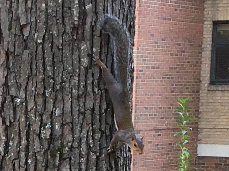 �n�C�C�����X�i�D�F�I�l�j