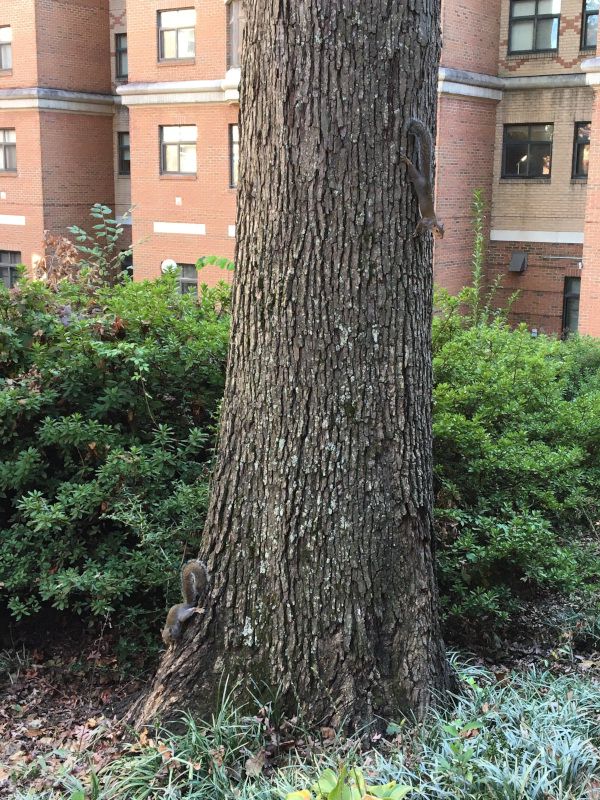 �n�C�C�����X�i�D�F�I�l�j