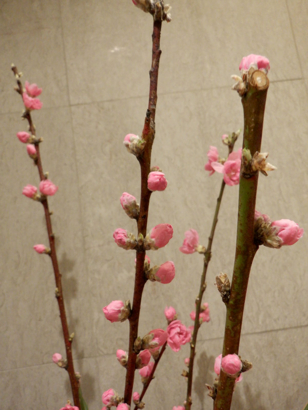 �����̉Ԃ̐�����