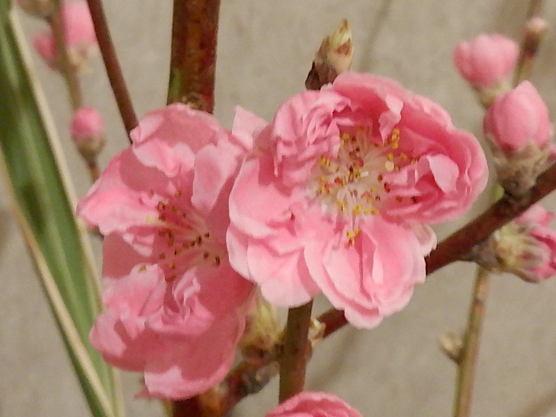 �����̉Ԃ̐�����