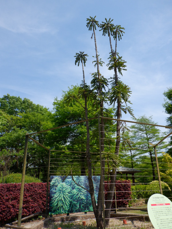 WVbN c[ijurassic Treej