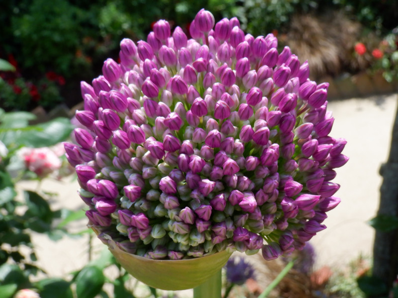 allium-cristophii