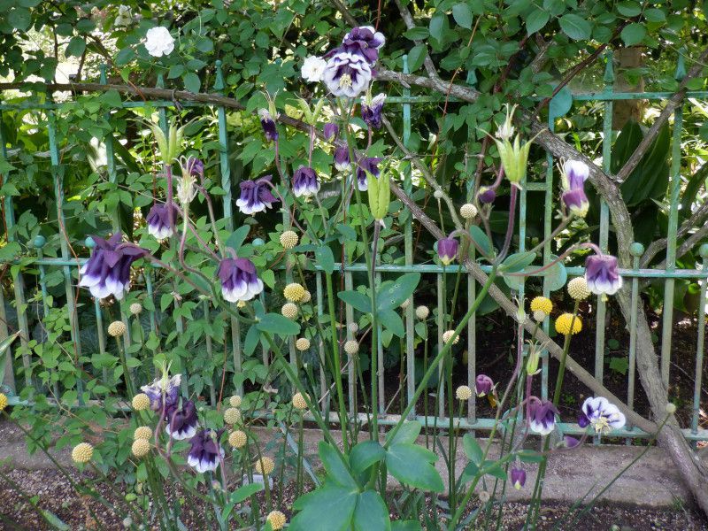 Aquilegia vulgaris Blackberry(ubNx[)