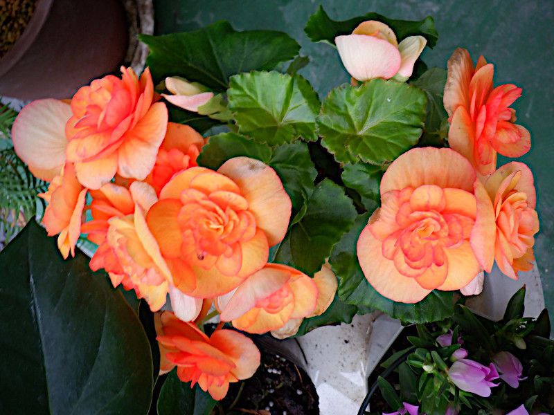 begonia-hiemalis