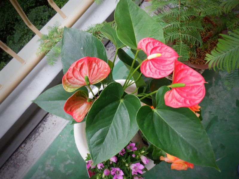 anthurium