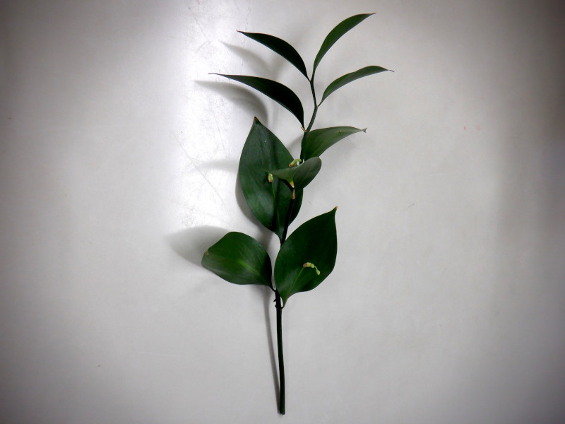 ���X�N�X�E�q�|�t�B�����i�w���FRuscus hypophyllum�j