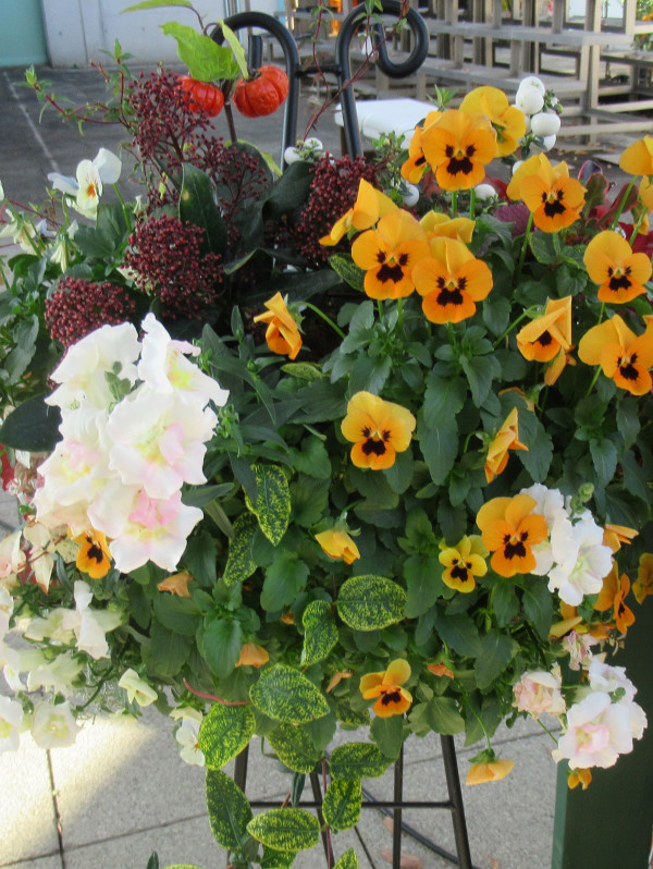 �\���i���p���v�L���iSolanum aethiopicum�j