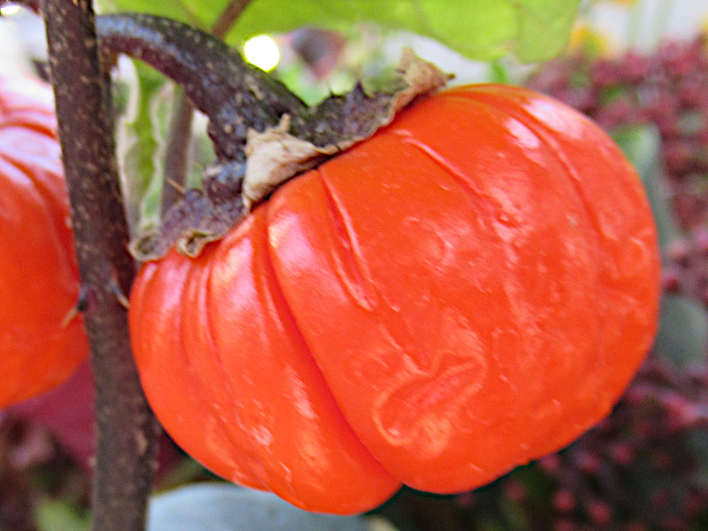 \ipvLiSolanum aethiopicumj