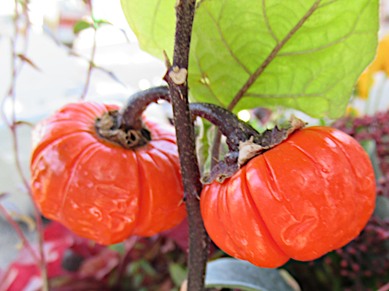 �\���i���p���v�L���iSolanum aethiopicum�j