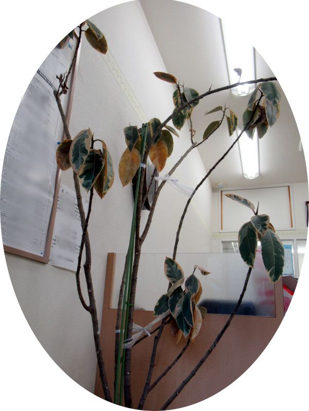 ficus-elastica-tineke