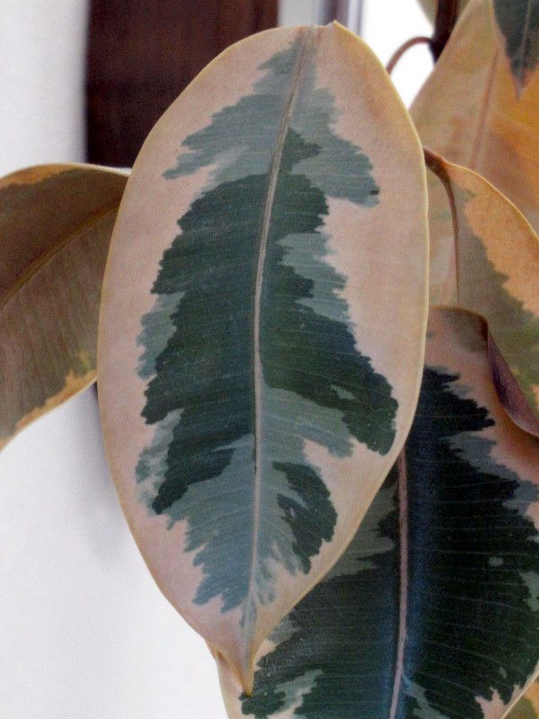 ficus-elastica-tineke