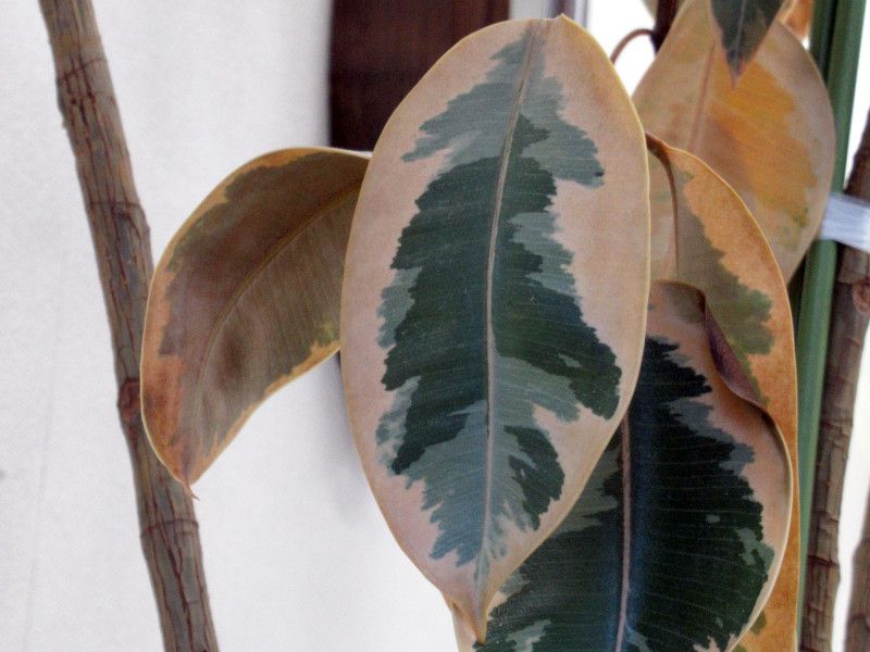 ficus-elastica-tineke