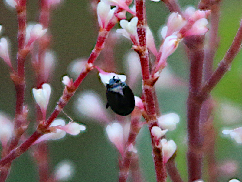 イタドリ 虎杖 かぎけんweb イタドリ 虎杖 かぎけんweb