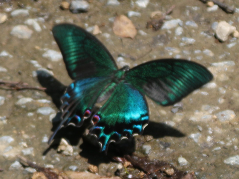 ミヤマカラスアゲハ（深山烏揚羽、学名：Papilio maackii）