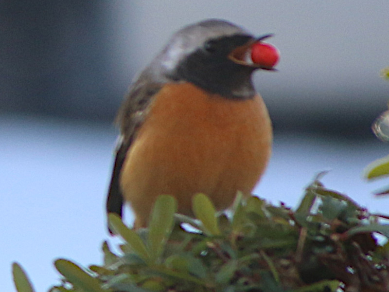 �s���J���T