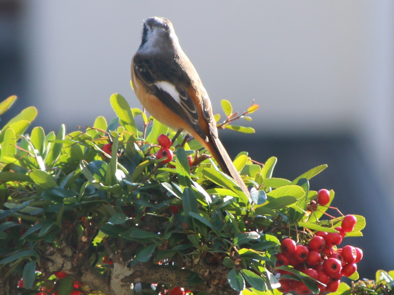 �s���J���T