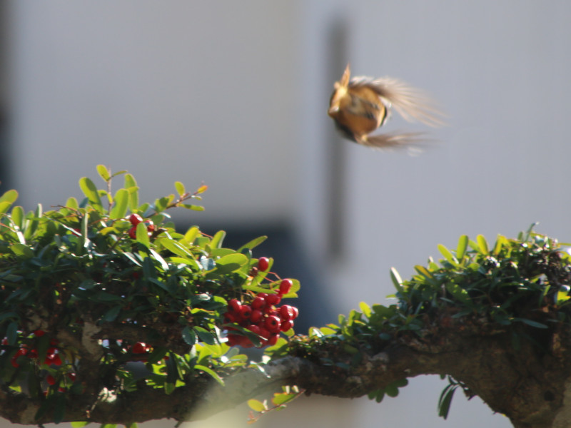 �s���J���T