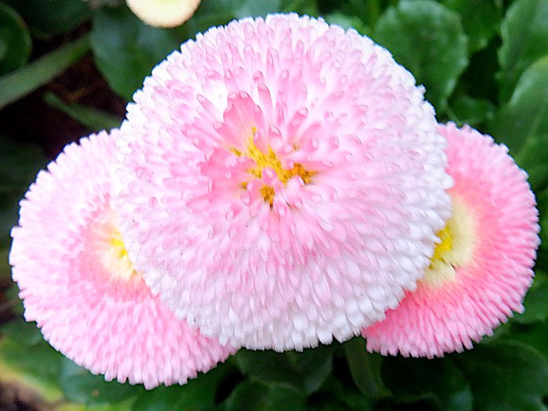 JELLY CAT - 新作 ジェリーキャット 新品 デイジー 花 観葉植物