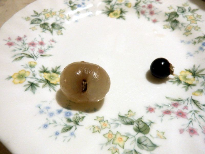 EKiAADimocarpus longanj