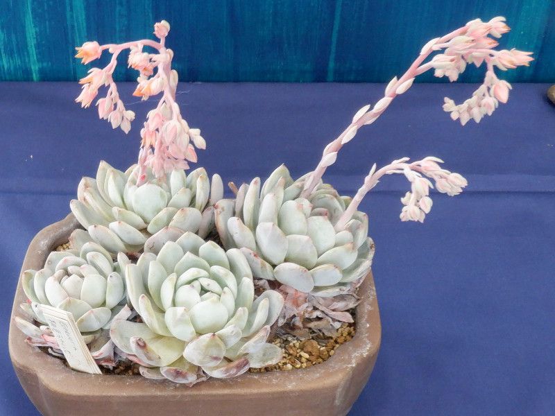 Echeveria laulidsa