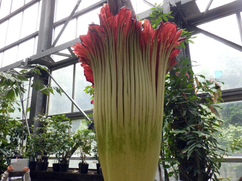 燭台大蒟蒻（Amorphophallus titanum）