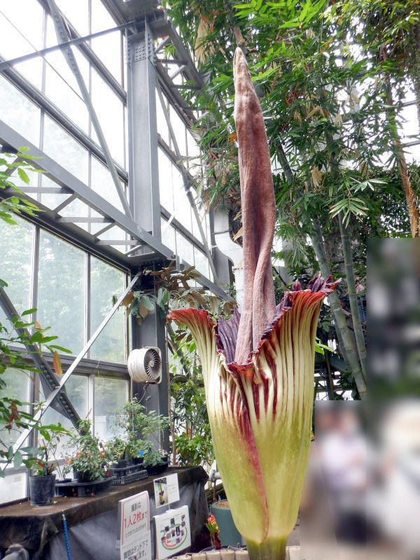 燭台大蒟蒻（Amorphophallus titanum）