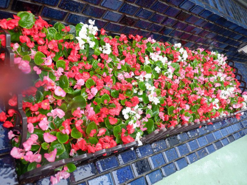 Know Your Begonias ベゴニア Begonia sp. from Bac Kan [YH1117] TK | M・R・G・R