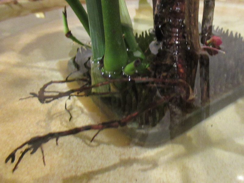 1月23日(火)シャキッソコーヒー豆【かぎけんWEB】