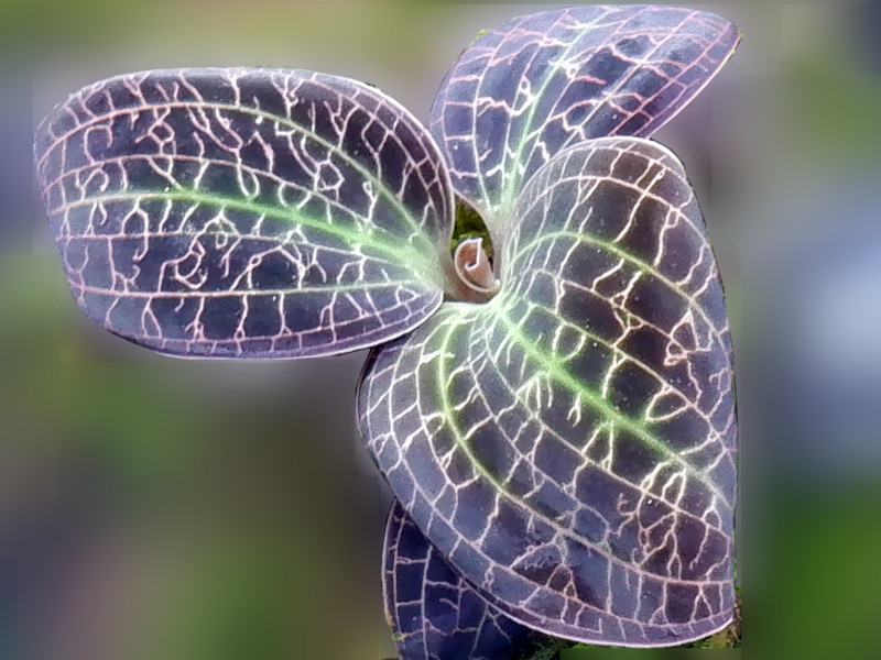 観葉植物図鑑【かぎけんWEB】