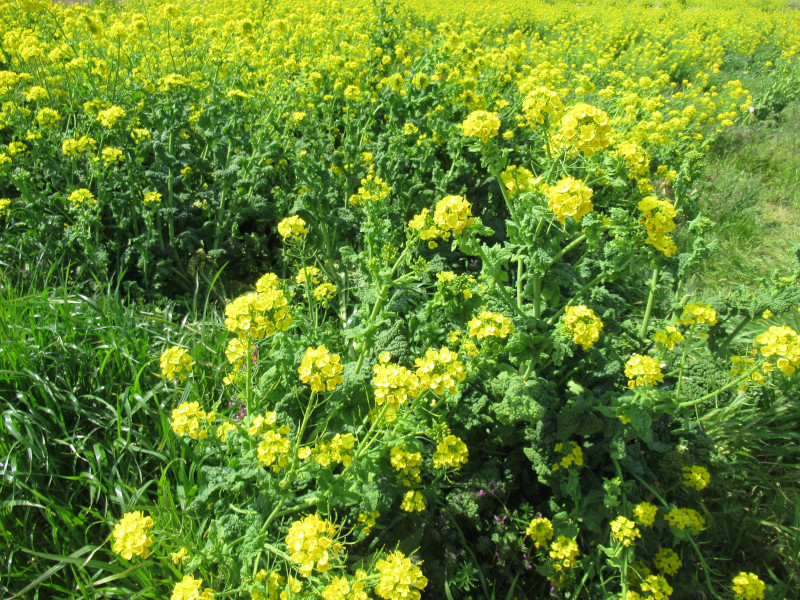 南房総の菜の花