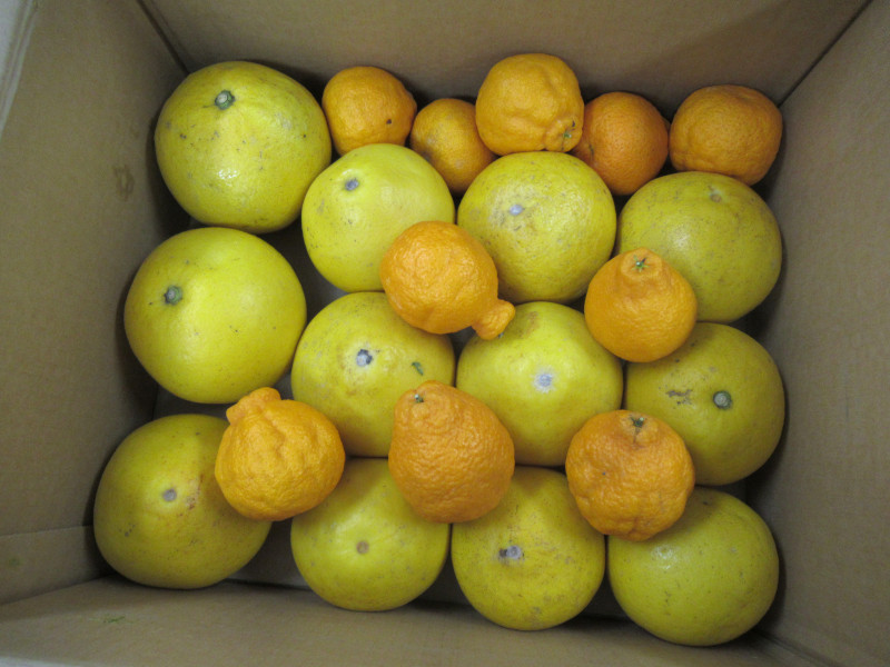 �a�コ�񂩂�ו�