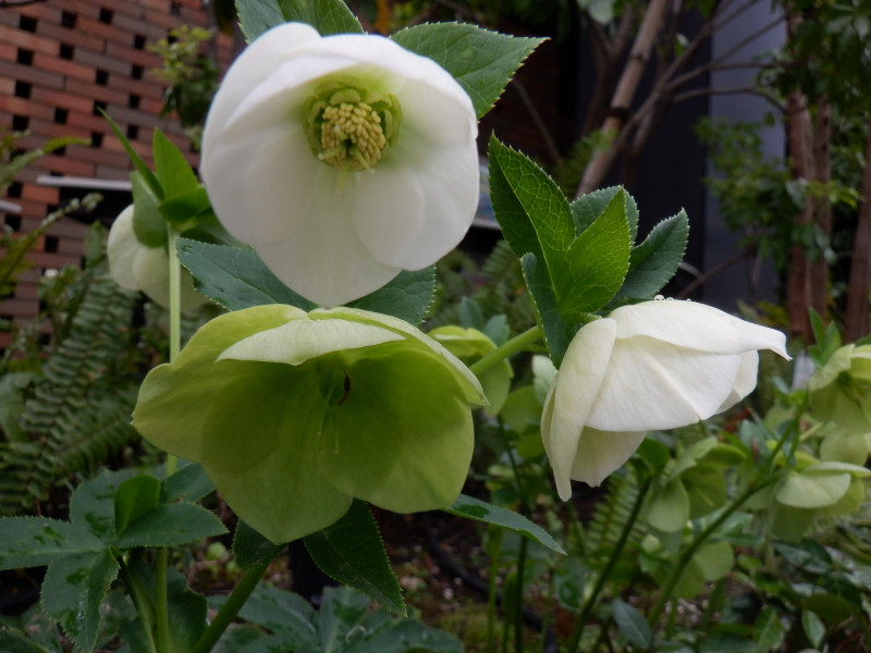 ヘレボルス・オリエンタリス（Helleborus orientalis