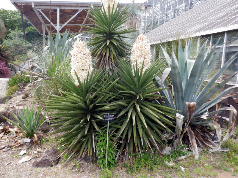 yucca-treculeana
