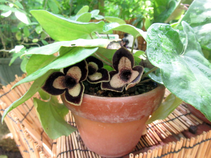 p_JAICiFLAwFAsarum maximumj