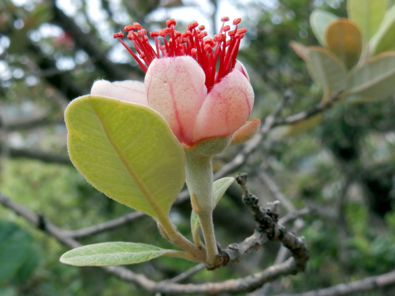 tFCWA(Feijoa)
