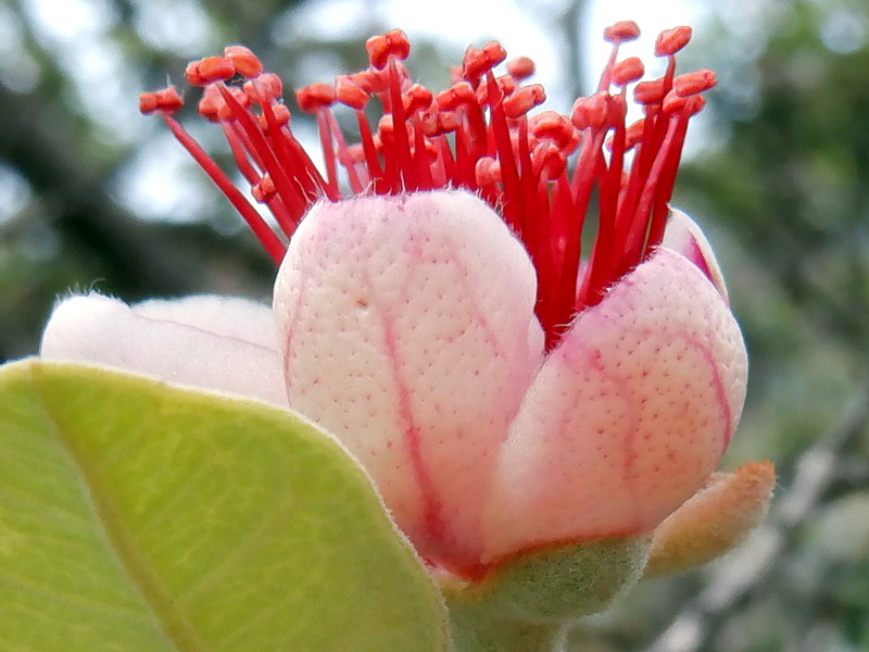 フェイジョア(Feijoa)【かぎけんWEB】