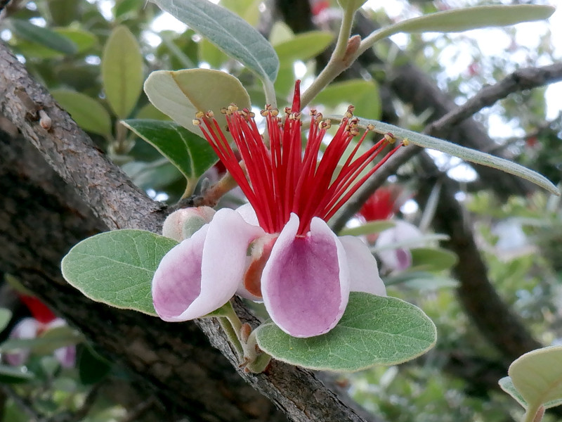 tFCWA(Feijoa)