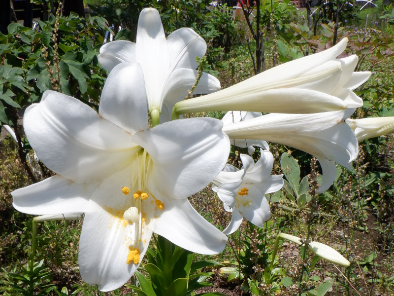 鉄砲百合(L. longiflorum)