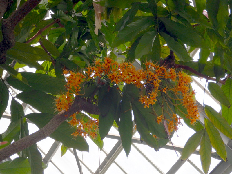 ムユウジュ（無憂樹、Saraca asoca）