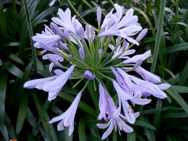 アガパンサス(Agapanthus