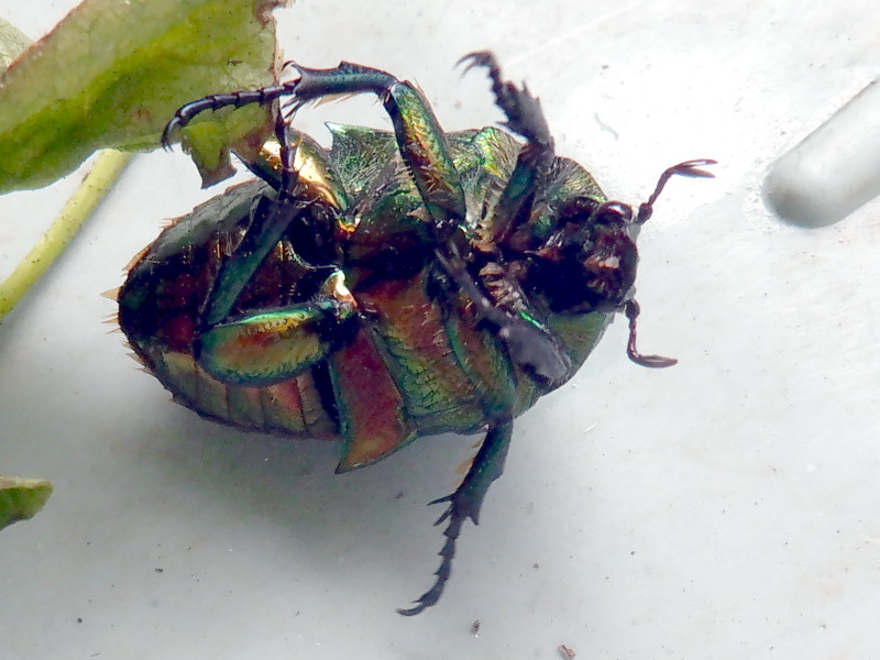 かねむし マメコガネ - Wikipedia