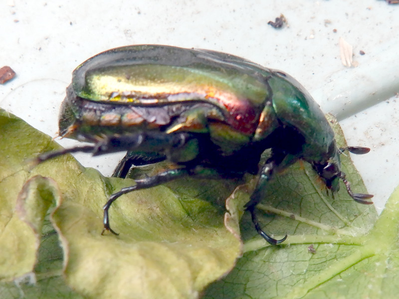 かねむし カナブン - Wikipedia